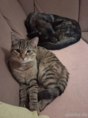  Schmusekater sucht FürImmer Zuhause