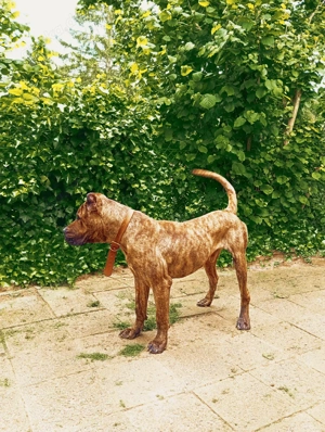 2 Jahre junger Presa Canario Rüde