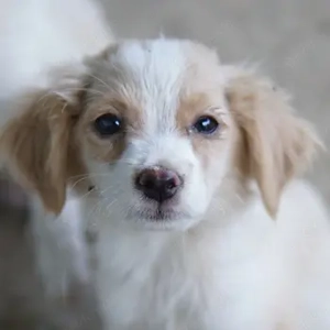 Kiru, geb. ca. 05 2025, lebt in GRIECHENLAND, auf einer privaten Pflegestelle 