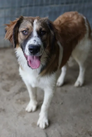 Barkley, geb. ca. 10 2024, lebt in GRIECHENLAND, auf einer privaten Pflegestelle  Bild 7