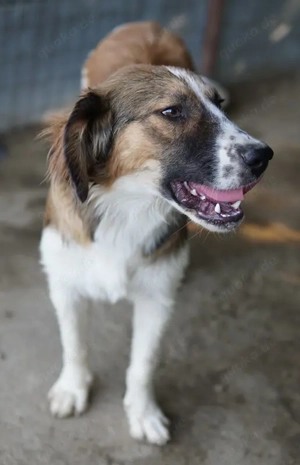 Barkley, geb. ca. 10 2024, lebt in GRIECHENLAND, auf einer privaten Pflegestelle  Bild 6