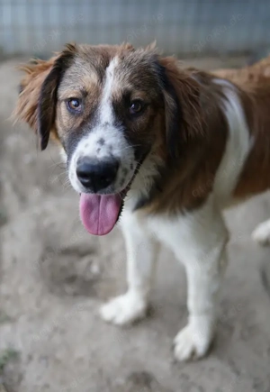 Barkley, geb. ca. 10 2024, lebt in GRIECHENLAND, auf einer privaten Pflegestelle  Bild 8