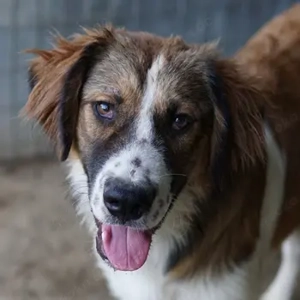 Barkley, geb. ca. 10 2024, lebt in GRIECHENLAND, auf einer privaten Pflegestelle 