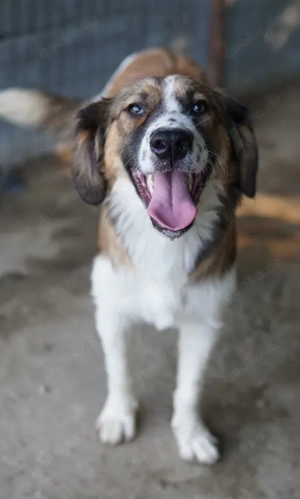 Barkley, geb. ca. 10 2024, lebt in GRIECHENLAND, auf einer privaten Pflegestelle  Bild 2