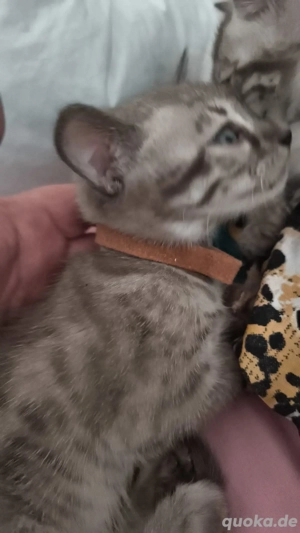 bengal kitten snow mit Stammbaum 