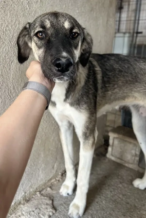  Perla, geb. ca. 10 2024, lebt in GRIECHENLAND, auf einer privaten Pflegestelle Bild 2