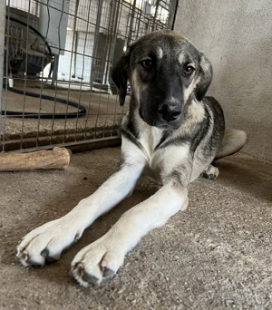  Perla, geb. ca. 10 2024, lebt in GRIECHENLAND, auf einer privaten Pflegestelle Bild 7