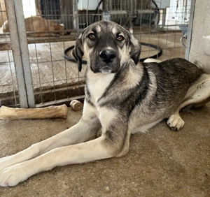  Perla, geb. ca. 10 2024, lebt in GRIECHENLAND, auf einer privaten Pflegestelle Bild 8