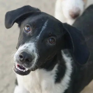 Piko, geb. ca. 01 2025, lebt in GRIECHENLAND, auf einer privaten Pflegestelle 