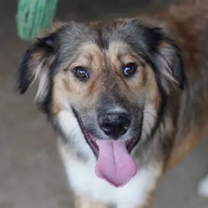 Sir Henry, geb. ca. 10 2024, lebt in GRIECHENLAND, auf einer privaten Pflegestelle 