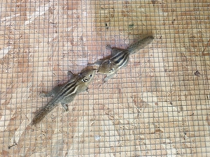 Chinesische Baumstreifenhörnchen