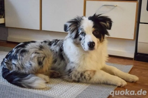 Australisn Shepherd Welpe 