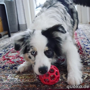 Australian Shepherd