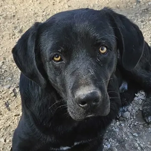 Johannes, geb. ca. 07 2023, lebt in GRIECHENLAND, im städt. Tierheim Serres