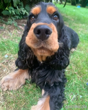 Cocker Spaniels Welpe 