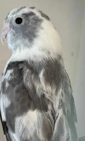 Verkaufe aus gesundheitlichen Gründen Blaugenicksperlingspapageien