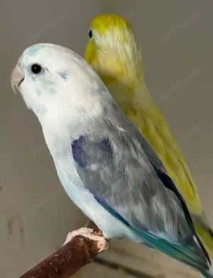 Verkaufe aus gesundheitlichen Gründen Blaugenicksperlingspapageien