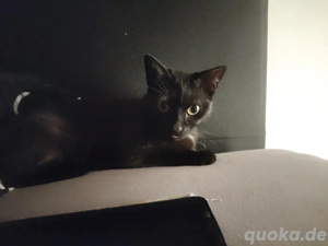 Europäische kurz Haar 