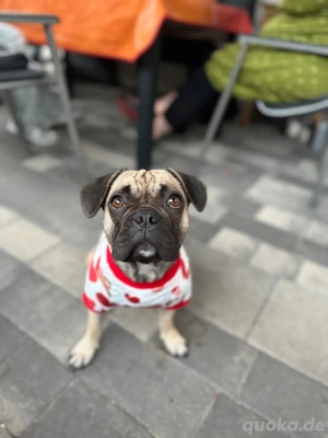 Spielkameraden gesucht 