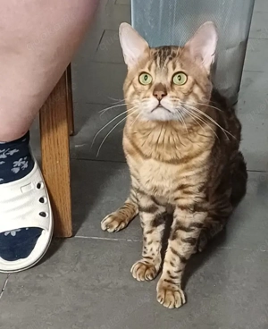 Bengal Cat (Deckkater) DIEGO Bild 7