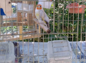 Stieglitz Vögel Männlich zwei Jahre alt 150   015758268883 und WhatsApp 