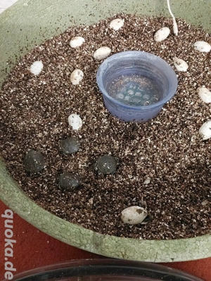 Emys Orbicularis  Sumpfschildkröten  Bild 2