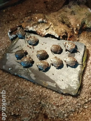 Emys Orbicularis  Sumpfschildkröten 