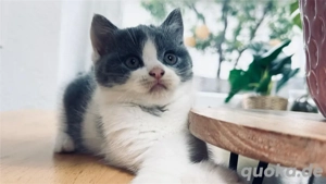 Britisch kurzhaar Mädchen kitten bkh in blue white bicolor