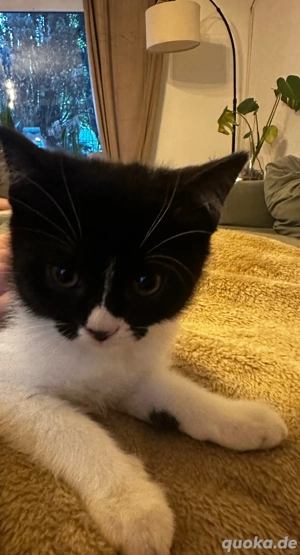 EKH Katerchen sucht zuhause 