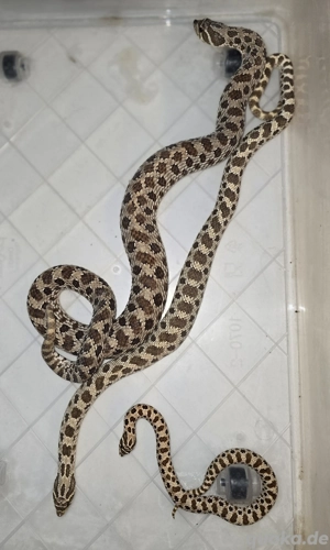 purpel line Hakennasennattern 