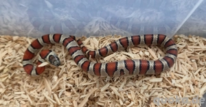 Königsnattern 2025 Lampropeltis leonis abzugeben Bild 5