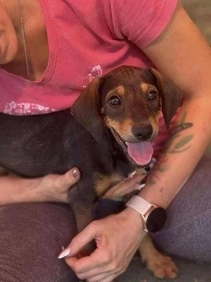 Kleiner Charmeur sucht Endzuhause Bild 3