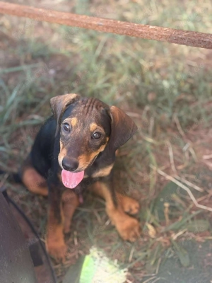 Kleiner Charmeur sucht Endzuhause Bild 4