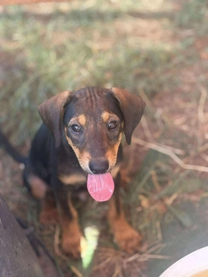 Kleiner Charmeur sucht Endzuhause Bild 7