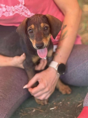 Kleiner Charmeur sucht Endzuhause Bild 6