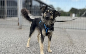 Traumhündin Liesl sucht ihre Familie