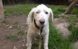  Kämpferherz Sommersprosse 			