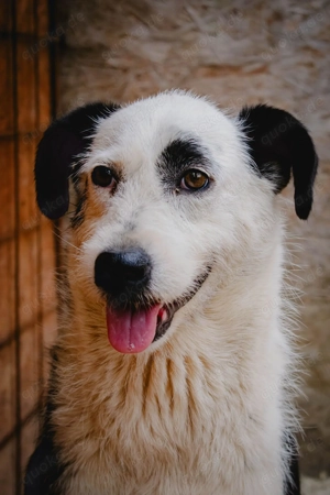 Einzigartige Ruby hat eine ganz sanfte Seele