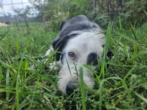 Einzigartige Ruby hat eine ganz sanfte Seele Bild 7