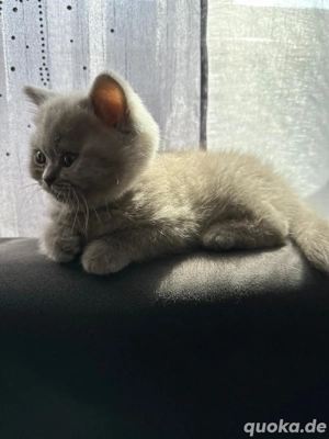 BKH Kitten Reinrassige  