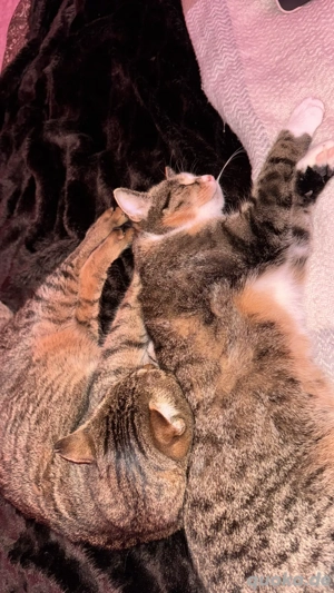 Katzen geschwisterpaar abzugeben 