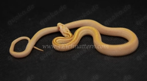 Kornnatter Nachzuchten 2025 Ultramel, Cinder, Striped, Palmetto, Abbotts , Butter uvm. große Auswahl