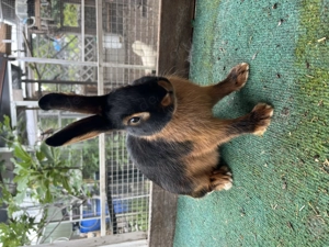 Lohkaninchen schwarz