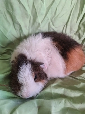 Meerschweinchen Böckchen 5 Monate alt