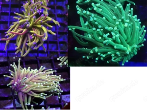 Torch Korallen Set   Dragon Soul, Hulk, NY Knicks 129 Euro