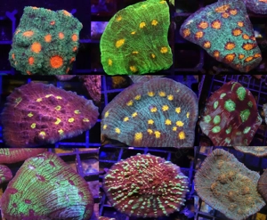  Chalice-Special  9 Chalice für nur 99 Euro