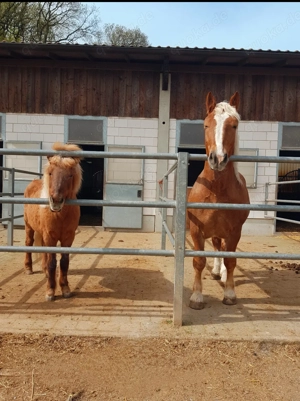Betreutes wohnen für Ihr Pferd Bild 5