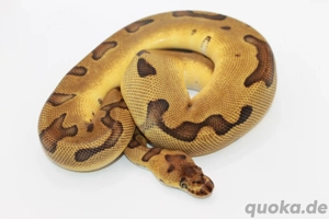 Königspython 1.0 Enchi Asphalt Clown 