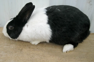 Holländer- Kaninchen
