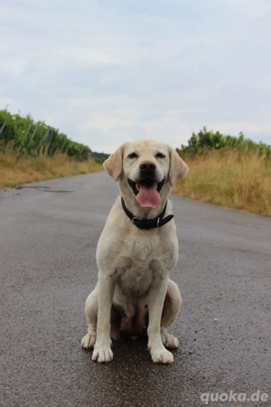 Hobbyfotografin sucht vier Pfötchen 